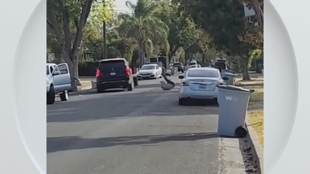 Federal immigration vehicle hits pedestrian in Woodland, police say — CBS Bay Area (KPIX), Marco Island Health news