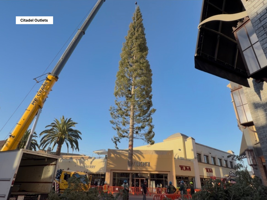 World’s tallest fresh-cut Christmas tree arrives at Southern California outlet mall — WFTS ABC Action News Tampa, Marco Island Arts news