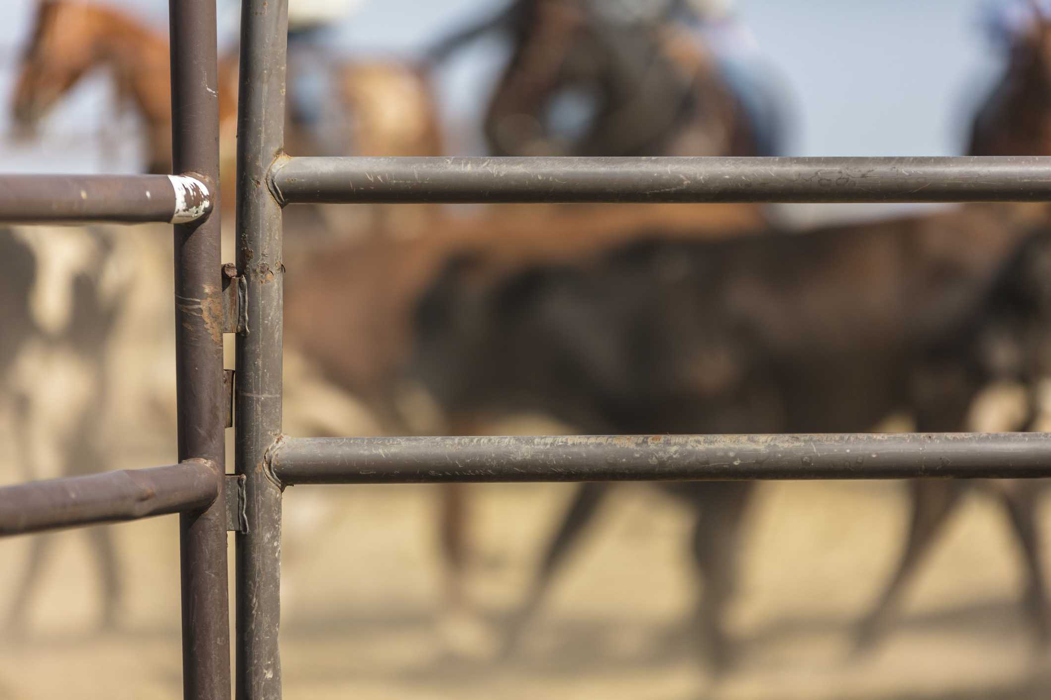 35-year-old bull rider identified after fatal accident at a rodeo in Ohio — WESH 2 Orlando