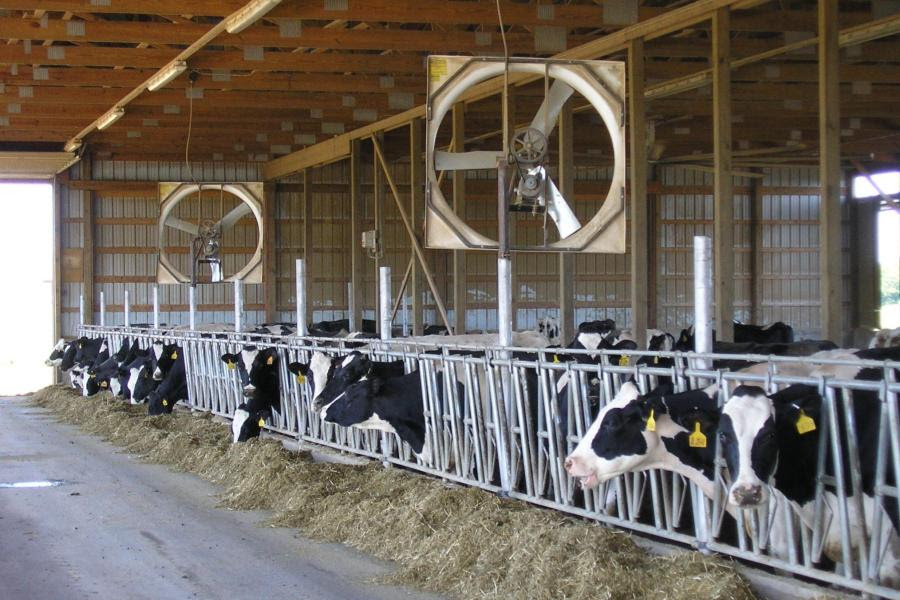 Dairy group seeks farmer input on fuel costs and farm economics — KFGO, Marco Island Business news
