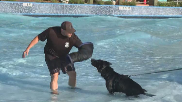 Tampa police K-9s train at theme park to prepare for emergencies — WTSP 10 Tampa Bay, Marco Island Community news