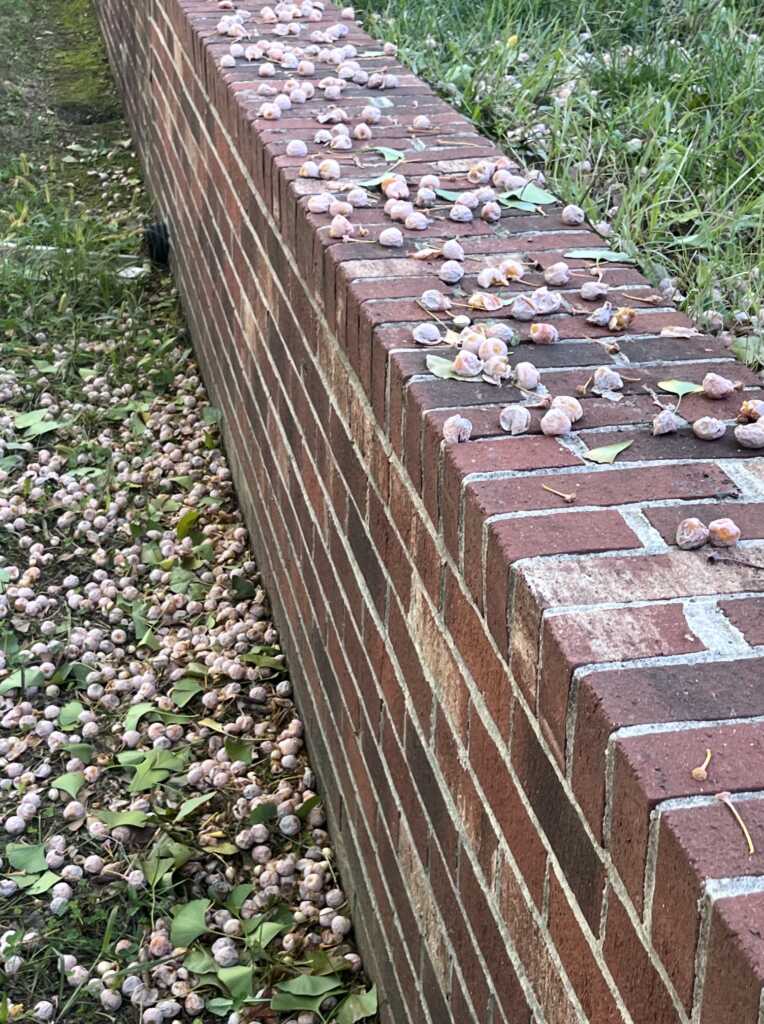 We’ve Hit Peak Stink Ginkgo Berry Bombs but there will there is light at the end of the tunnel — PoPville DC